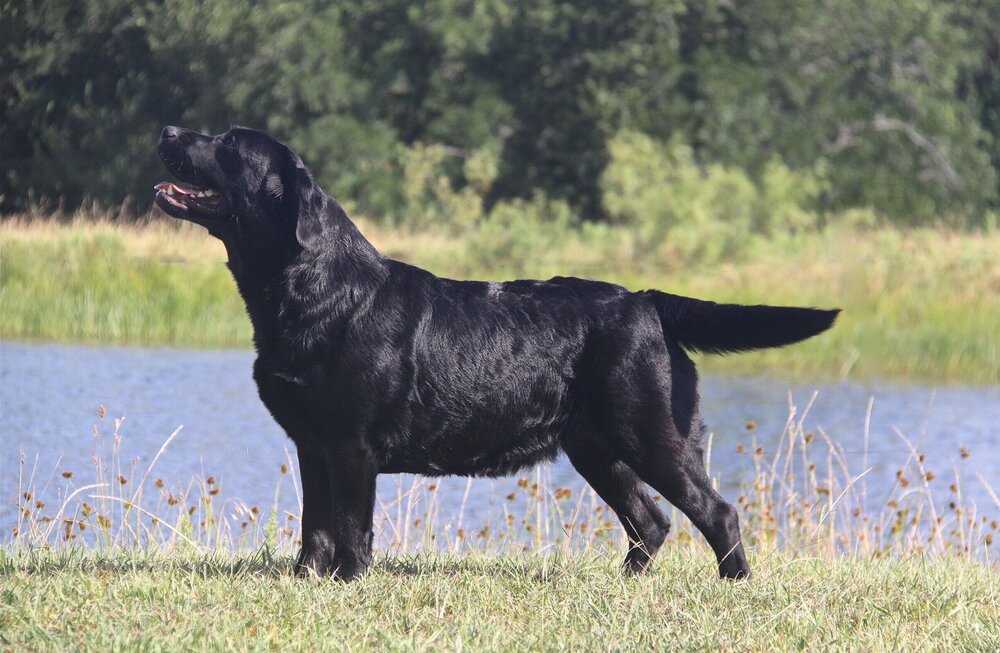 CH Overlook’s Beyond The Horizon “Mary” | Overlook Mountain Labradors