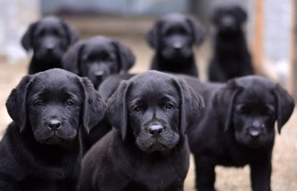 Yorkers Offspring | Overlook Mountain Labradors