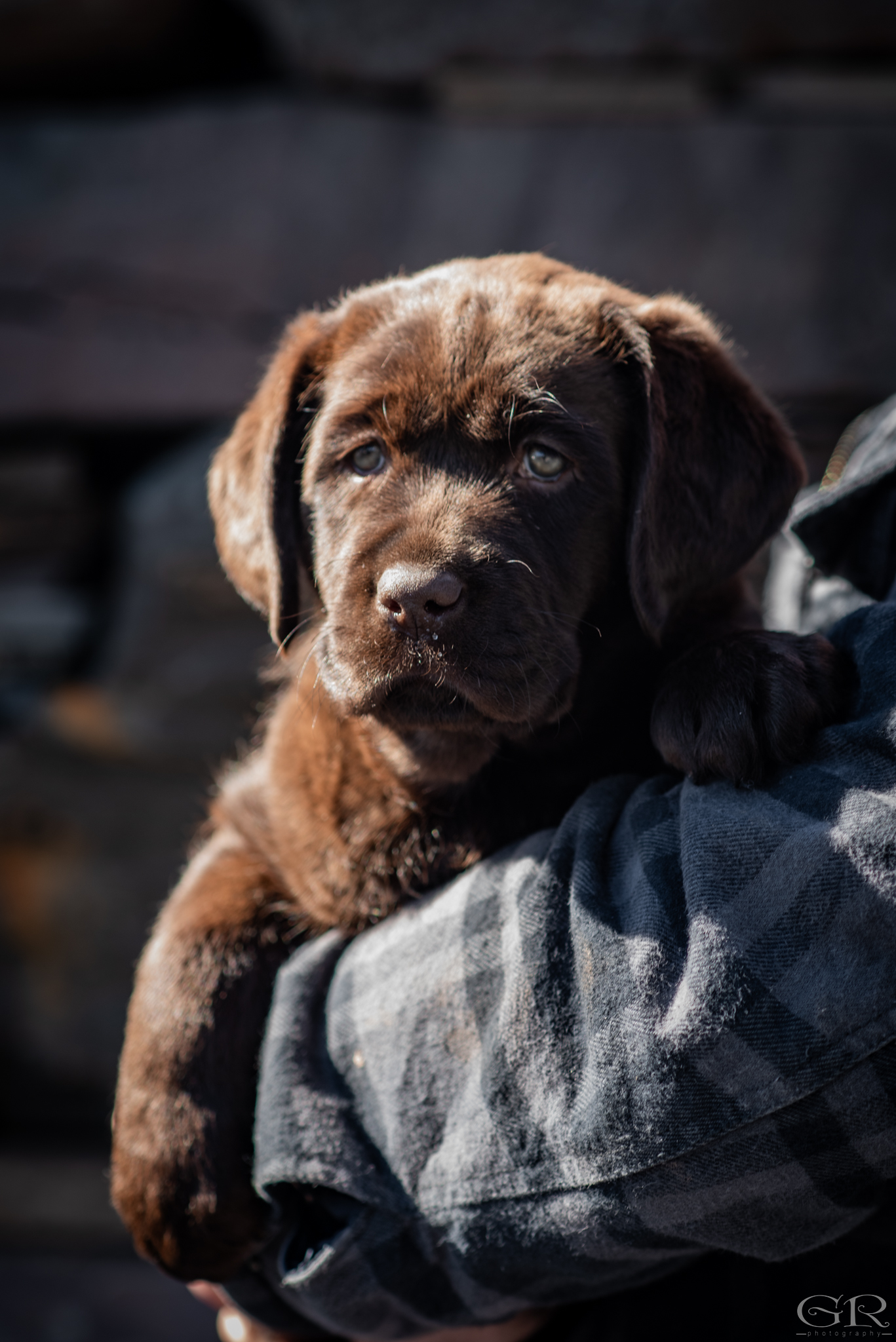 Breeders as Vital Voices in Puppy Health and Husbandry