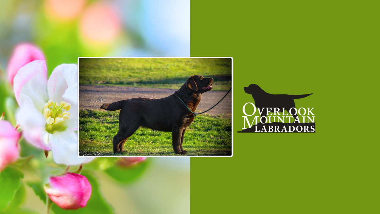 Maternal Care and Dam Nutrition for Raising Exceptional Labrador Puppies