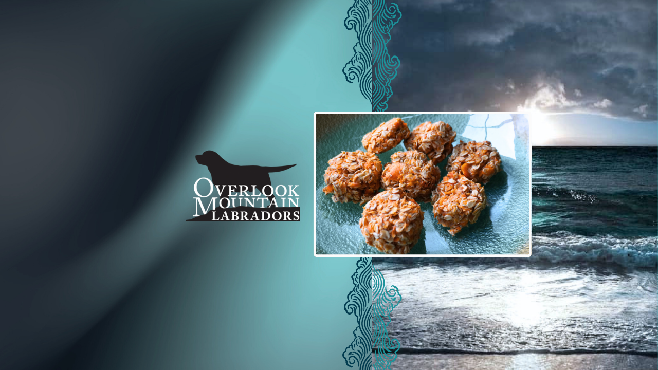 Salmon Oat Cakes for Dogs
