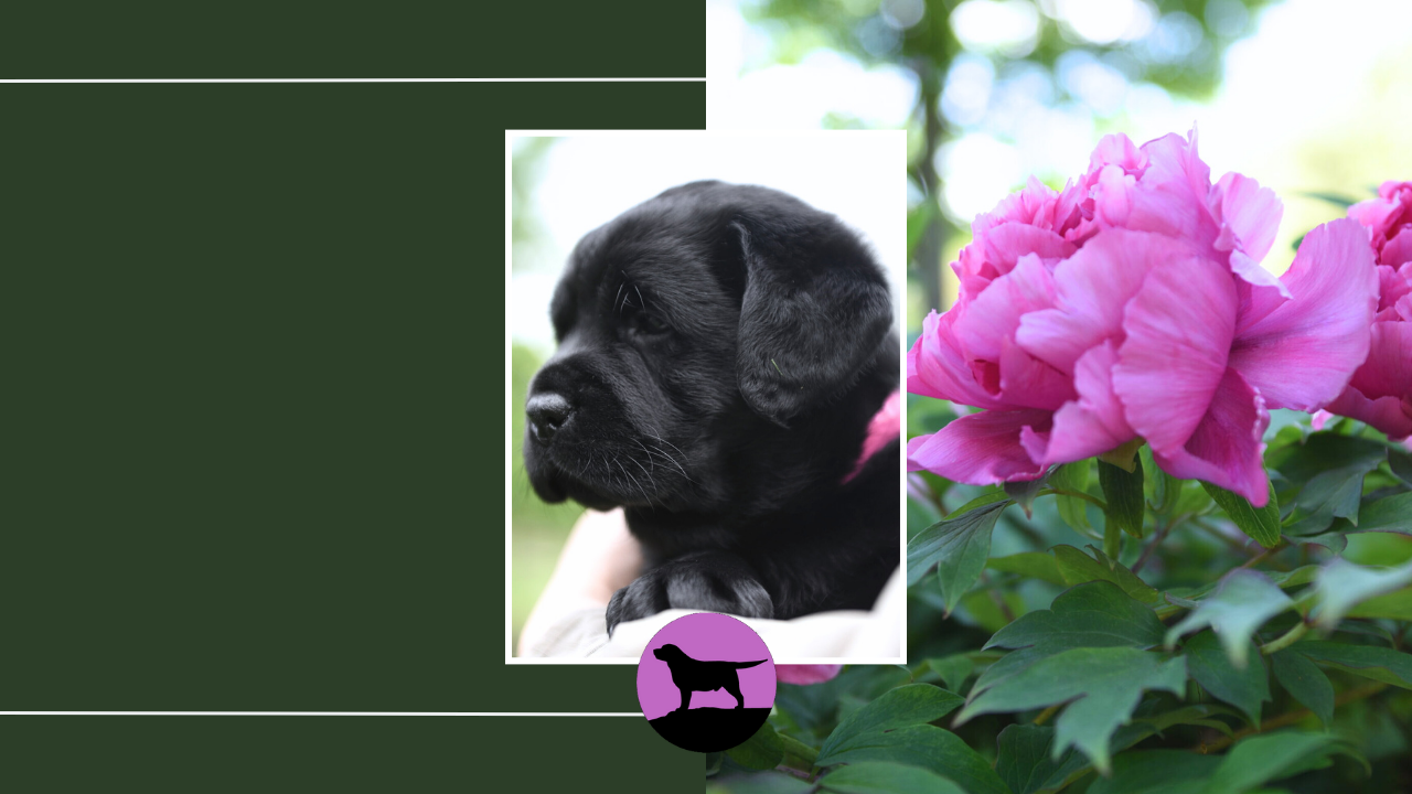 Calm Living While Raising Dogs