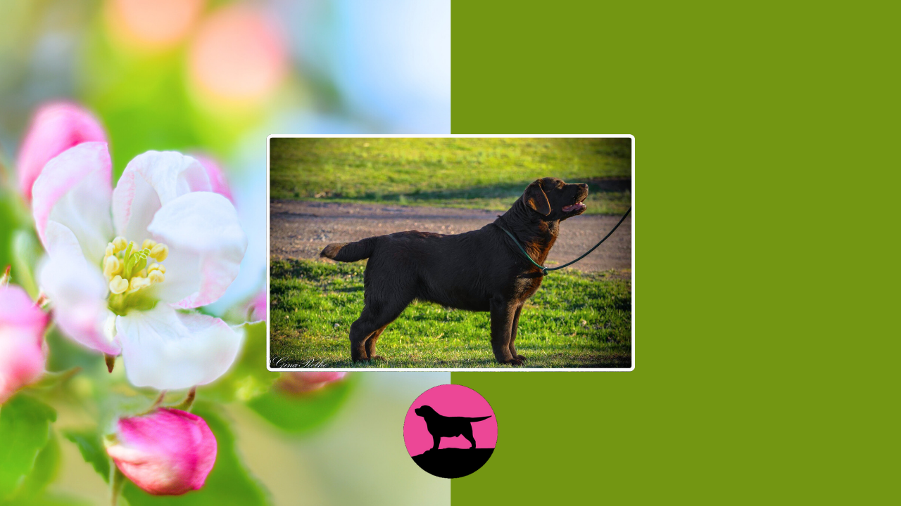 Maternal Care and Dam Nutrition for Raising Exceptional Labrador Puppies