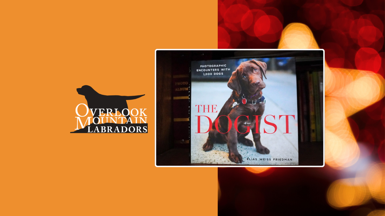 Overlook’s Lola: From Our Kennel to The Dogist Cover