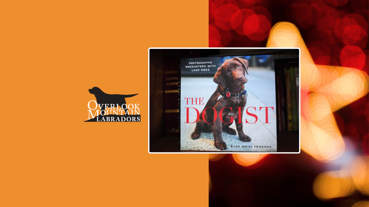 Overlook’s Lola: From Our Kennel to The Dogist Cover