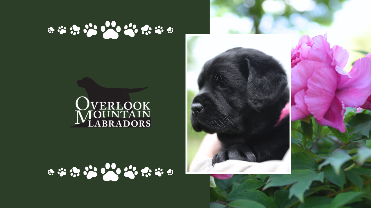 Calm Living While Raising Dogs