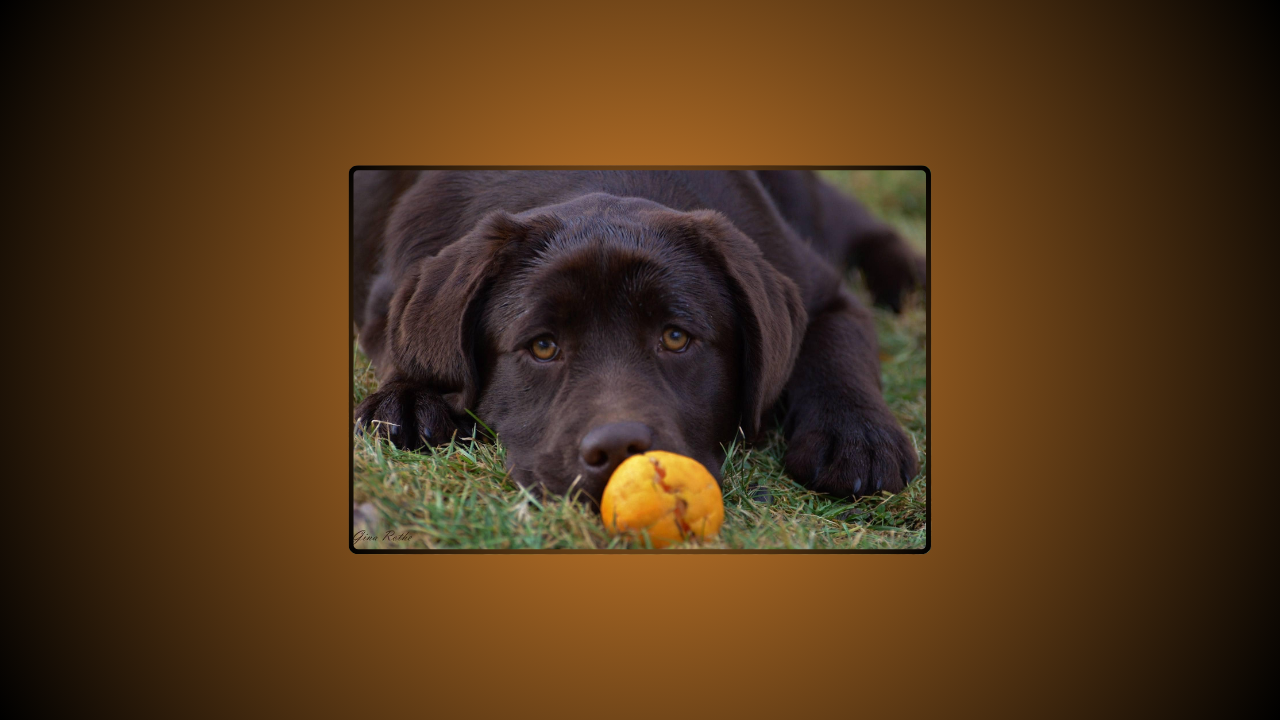 10 Truths About Raising Labrador Retrievers