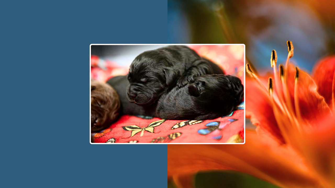 Early Puppy Socialization from Birth to 8 Weeks: For Confident, Well-Adjusted Labradors