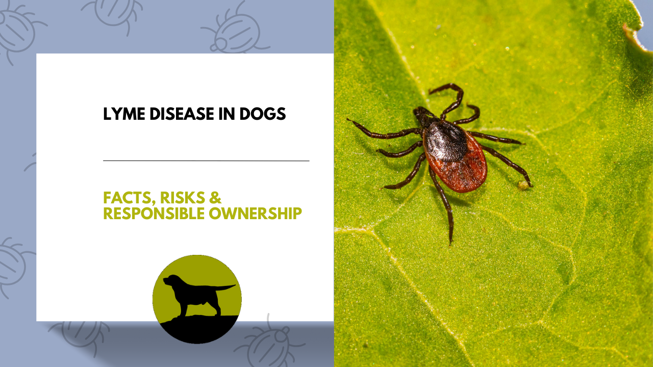Lyme Disease in Dogs: Facts, Risks and Responsible Ownership