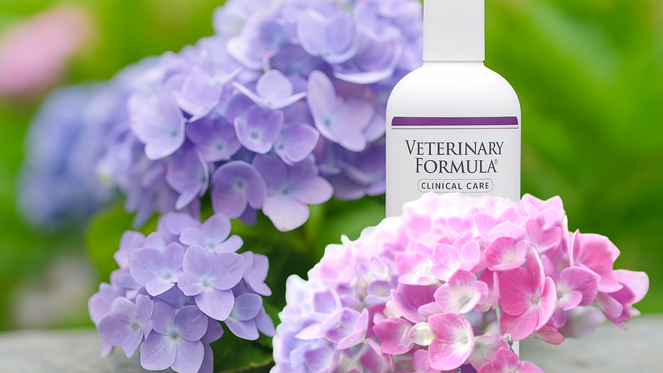 Medicated Shampoo That Supports Healthy Labrador Coats