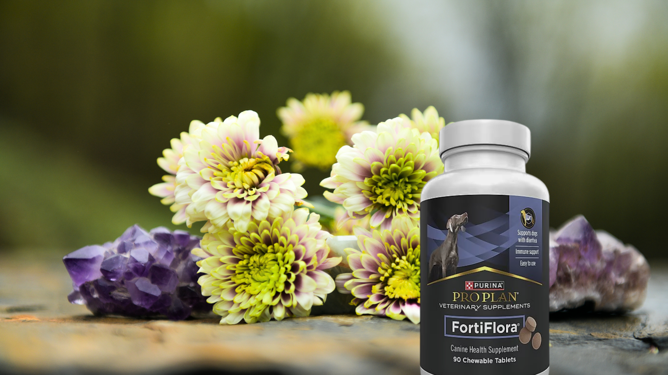 Happy Bellies: A Digestive Fix for Transitions and Stress