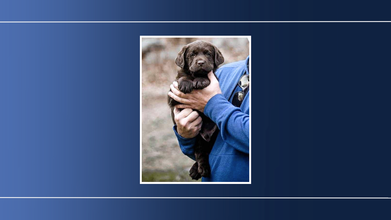 Acclimating a Labrador Retriever to a New Home